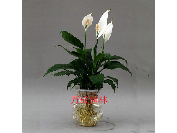 一帆風(fēng)順