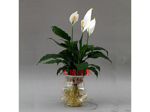 一帆風(fēng)順