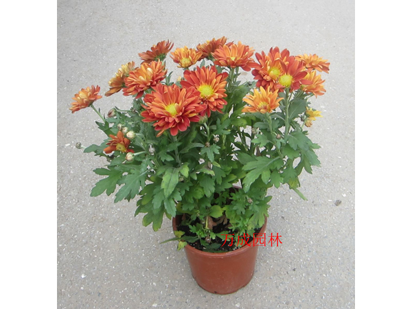 小紅菊
