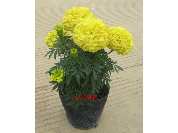 萬壽菊