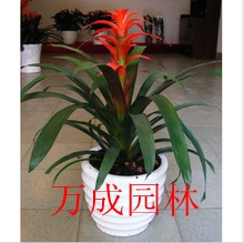鴻運(yùn)當(dāng)頭