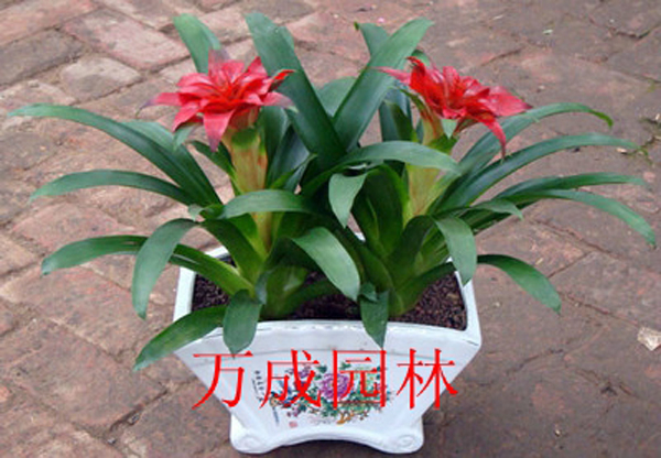 鴻運(yùn)當(dāng)頭
