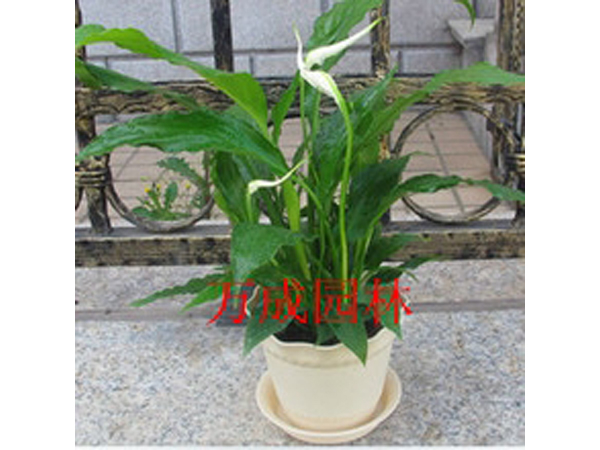 一帆風(fēng)順