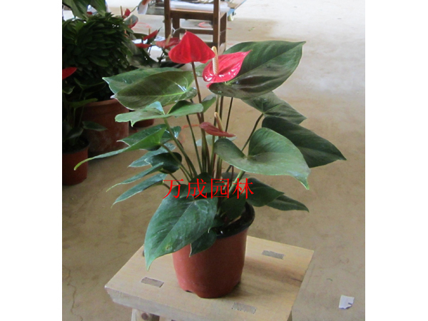 小紅掌