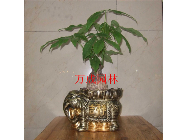 小發(fā)財(cái)樹