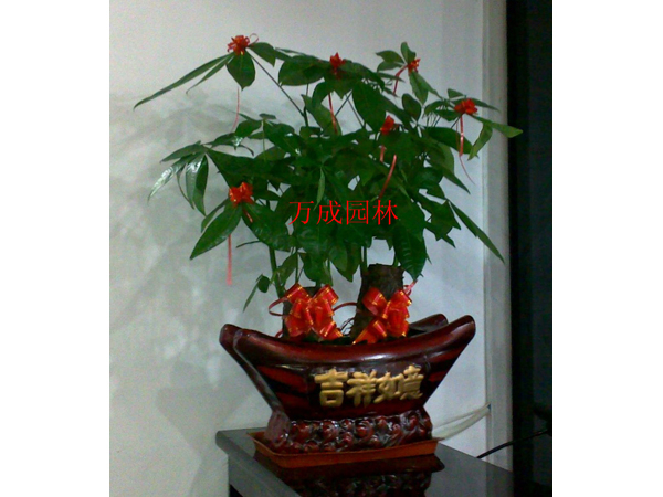 小發(fā)財(cái)樹