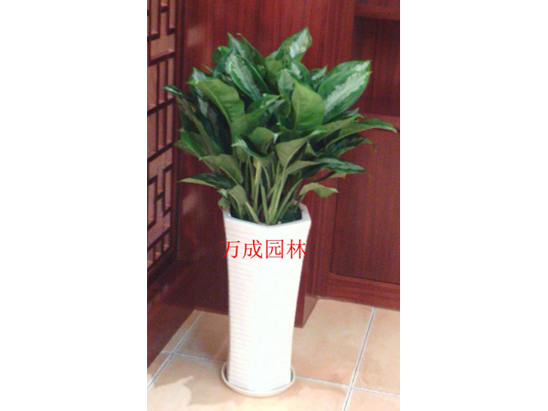 雅麗皇后