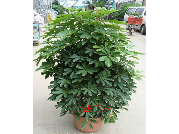 鴨腳木