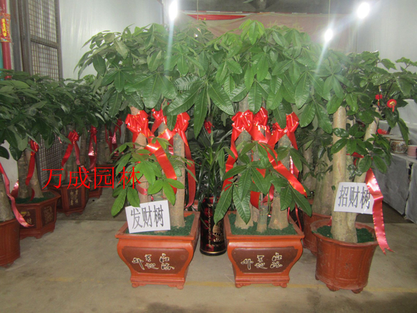 發(fā)財(cái)樹(shù)