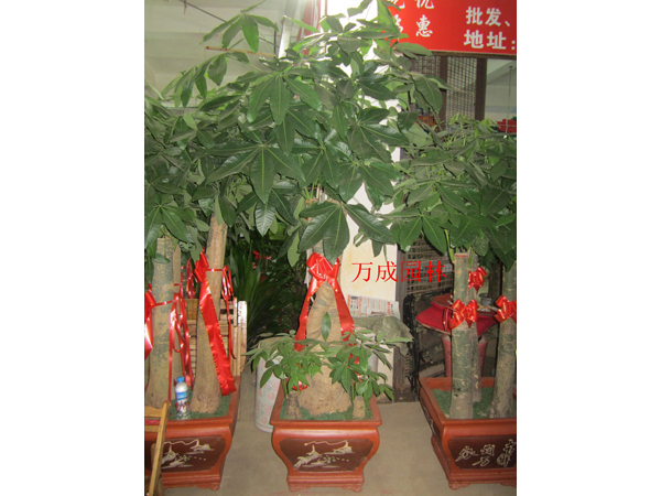 發(fā)財(cái)樹(shù)