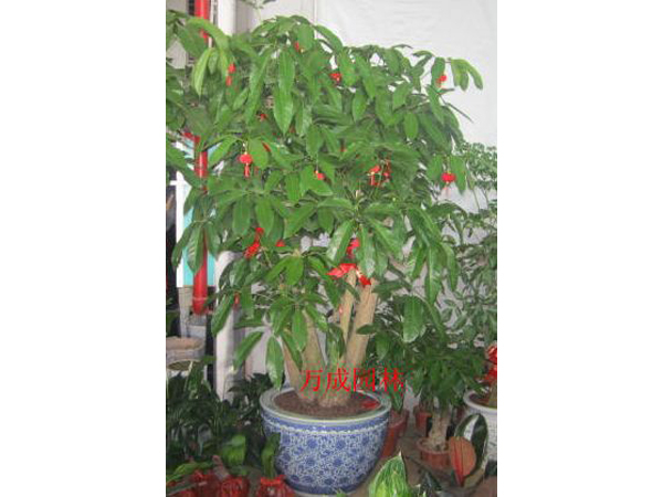 大招財(cái)樹(shù)