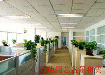盆景租賃